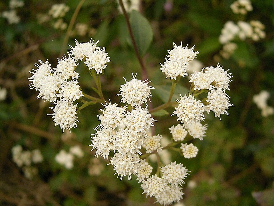 Ageratina riparia (mist flower) (alternate view 8)