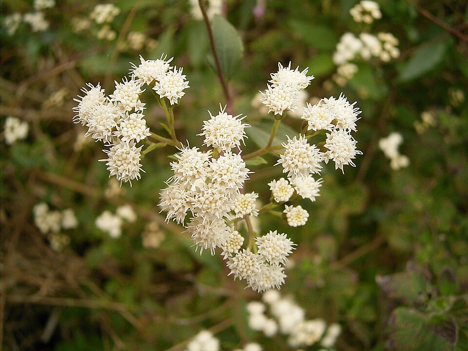 Ageratina riparia (mist flower) (alternate view 9)
