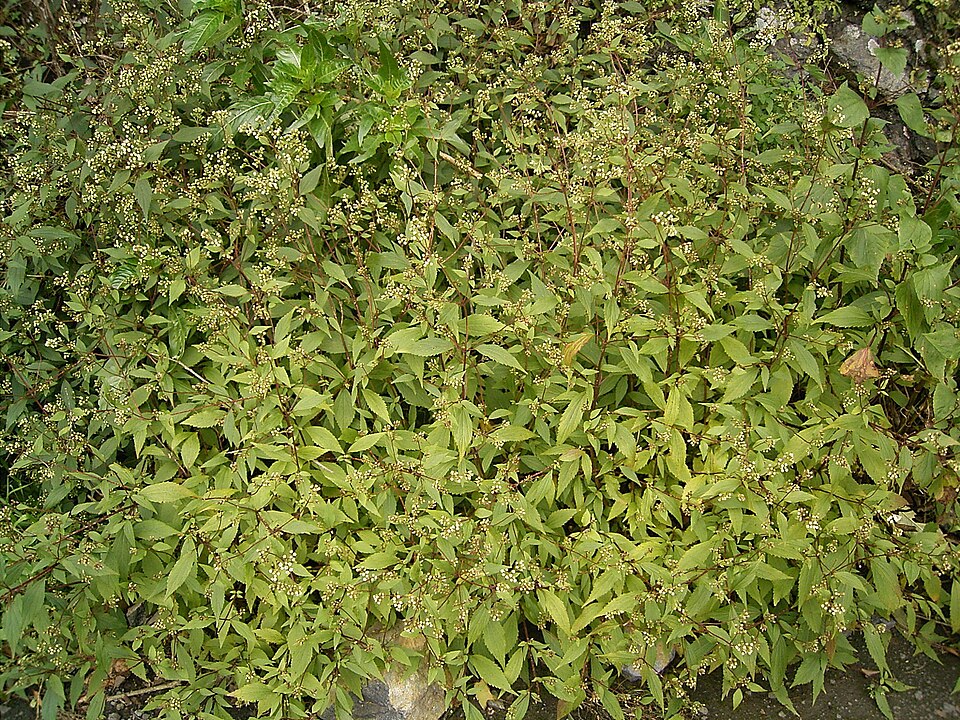 Ageratina riparia (mist flower) (alternate view 10)