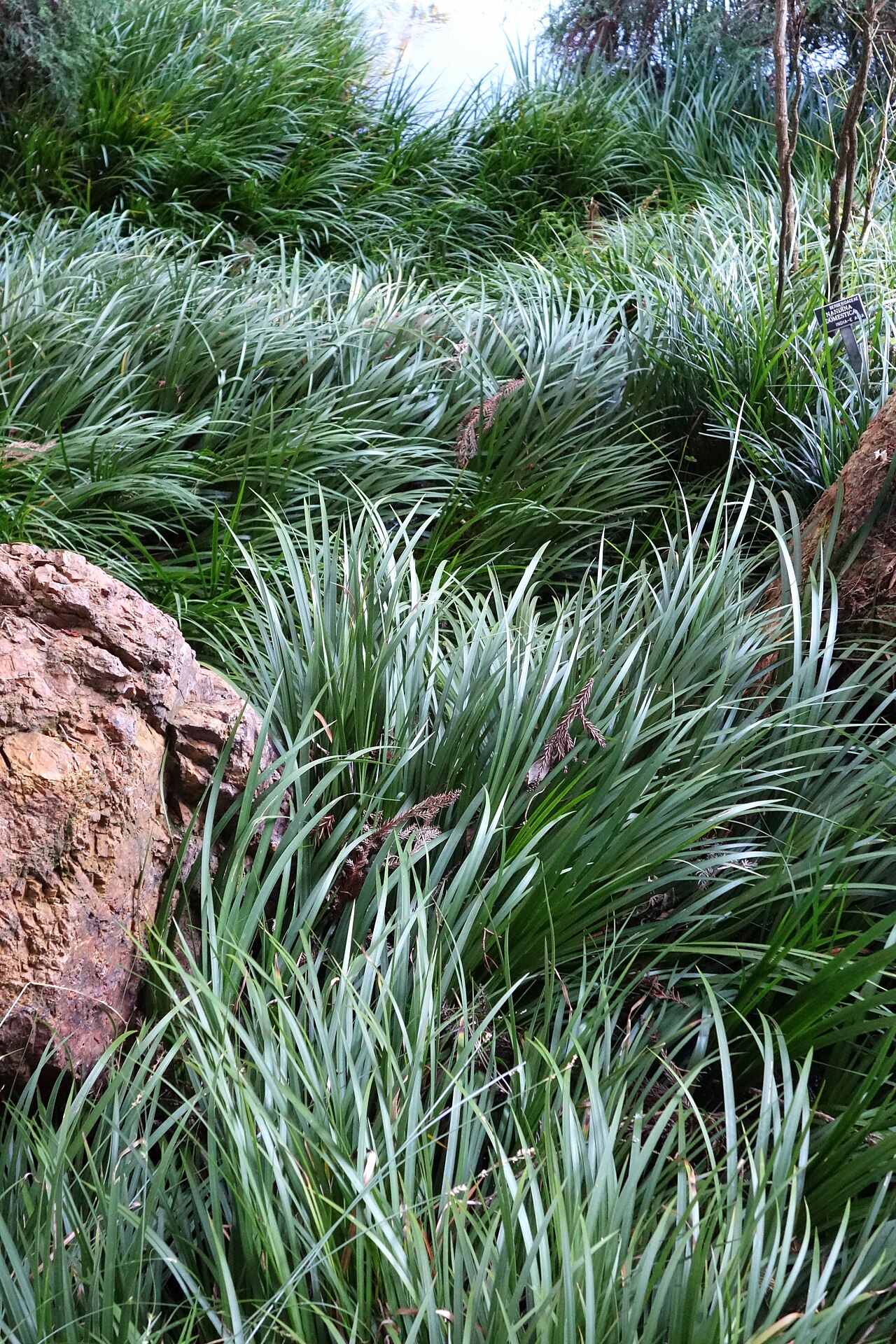 Acorus gramineus, Japanese sweet flag — clumping semi-evergreen (Acoraceae) (image 5 of 7)