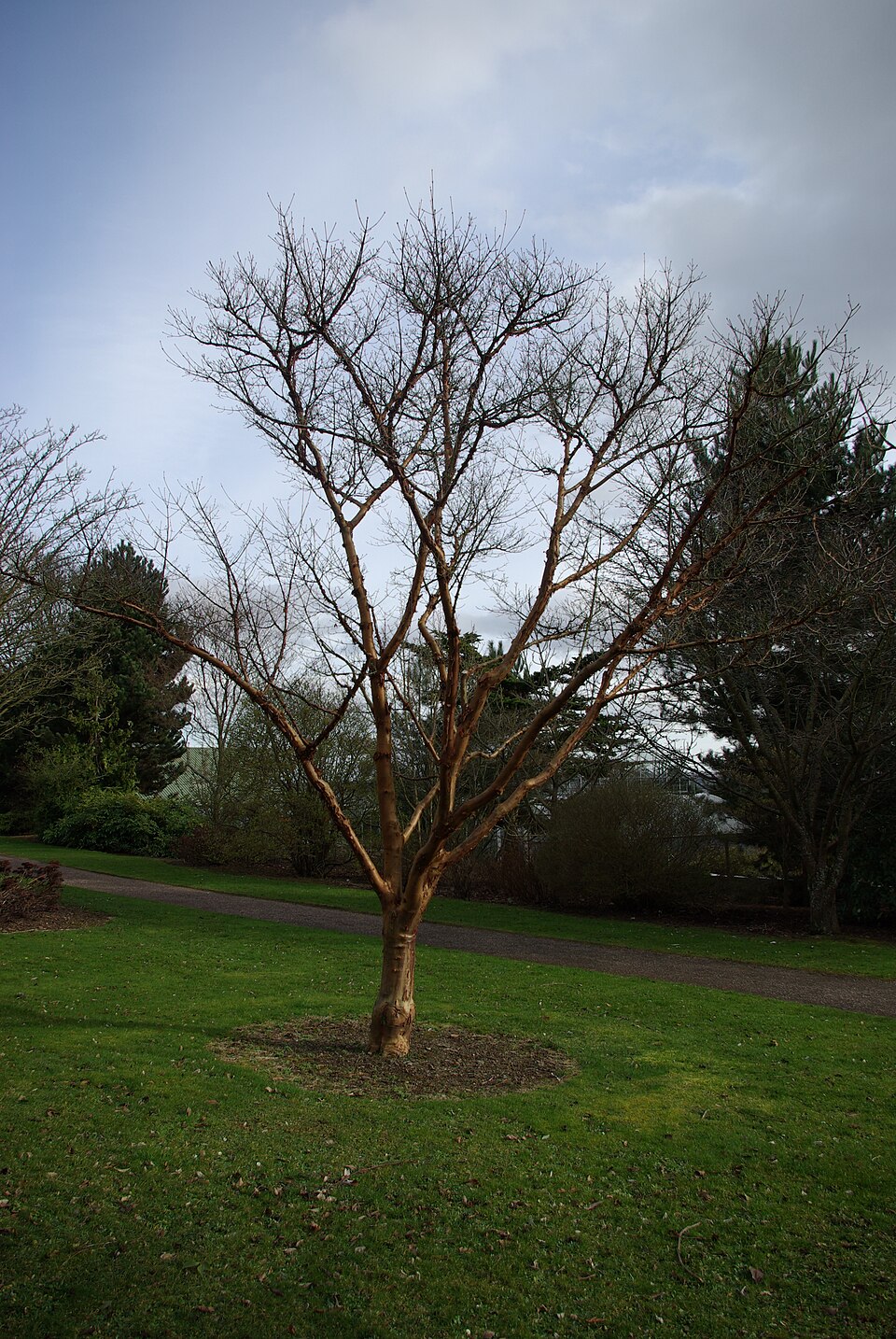 Acer griseum (paperbark maple) (alternate view 4)