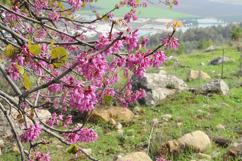 Cercis (redbuds) (alternate view 3)
