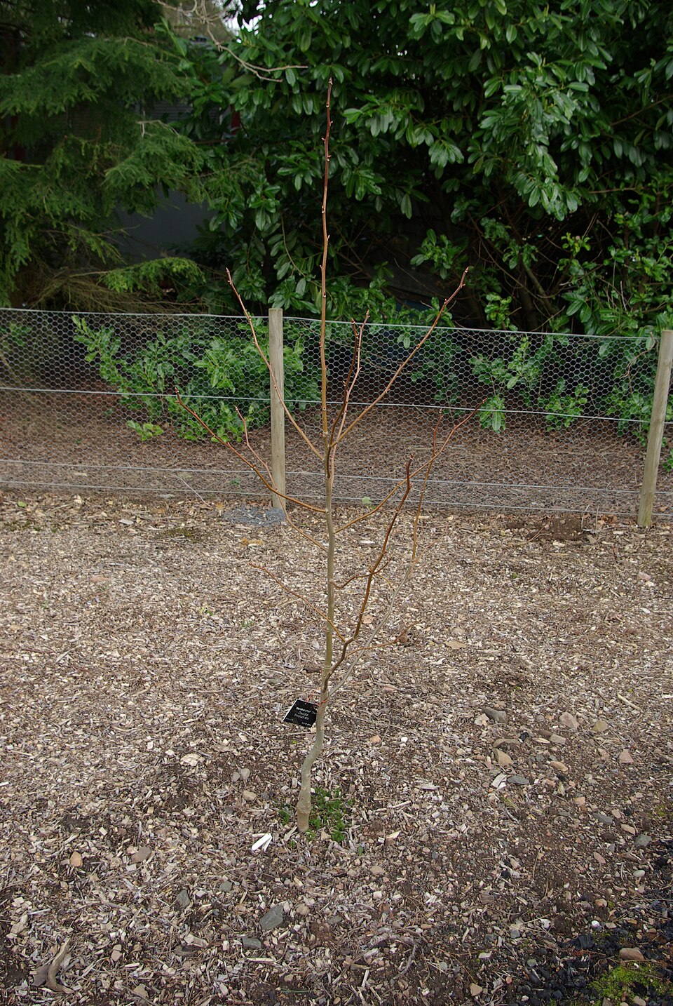 Davidia involucrata (dove tree) (alternate view 6)