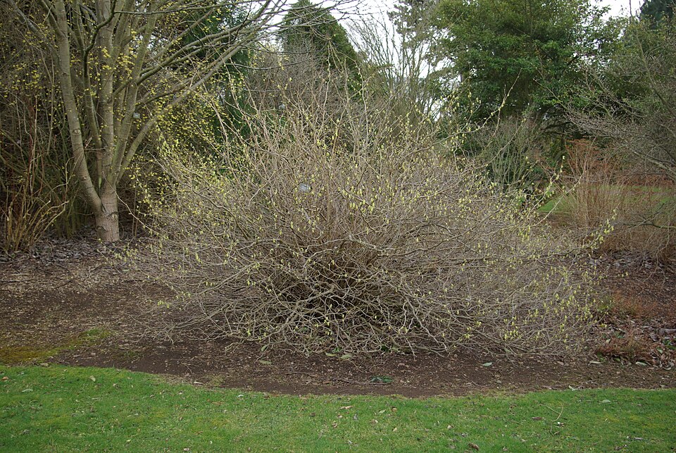 Corylopsis spicata (Spike Winter Hazel) (alternate view 5)