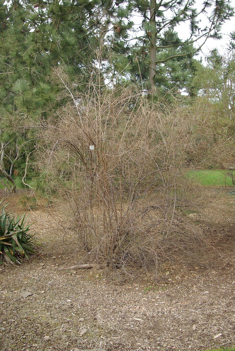 Holodiscus discolor (ocean spray) (alternate view 6)