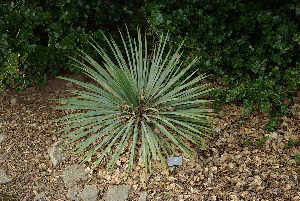 Yucca glauca (Great Plains yucca) (alternate view 6)