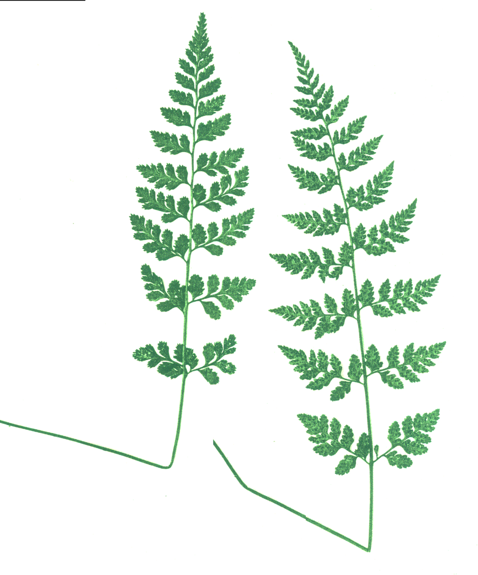 Cystopteris protrusa (lowland brittle fern) (alternate view 7)