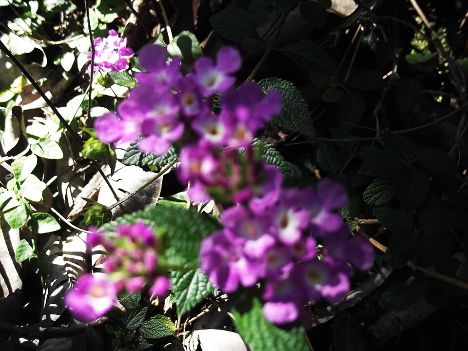 Lantana montevidensis (creeping lantana) (alternate view 3)