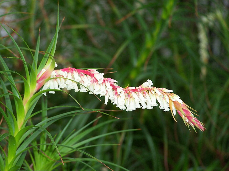 Dracophyllum secundum (necklace heath)