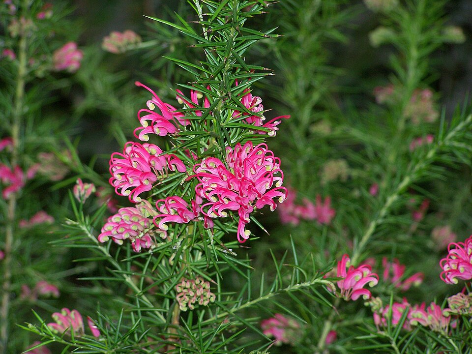 Grevillea rosmarinifolia (rosemary grevillea) (alternate view 7)