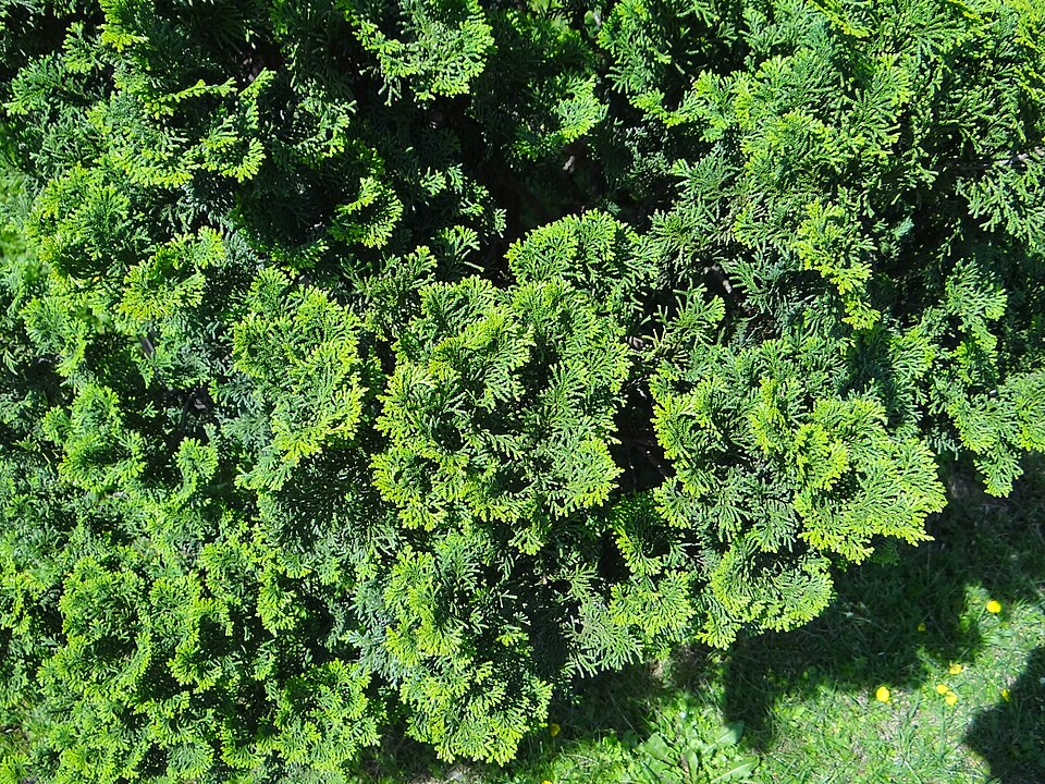 Chamaecyparis obtusa 'Nana' (Dwarf Hinoki Cypress)