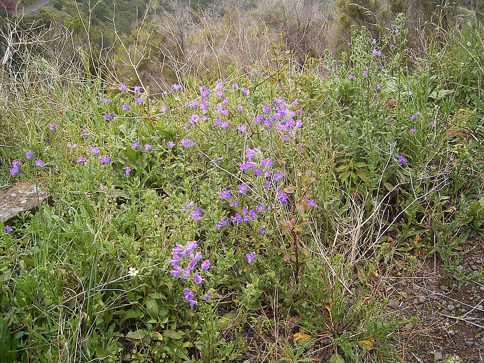 Echium plantagineum (purple viper's-bugloss)