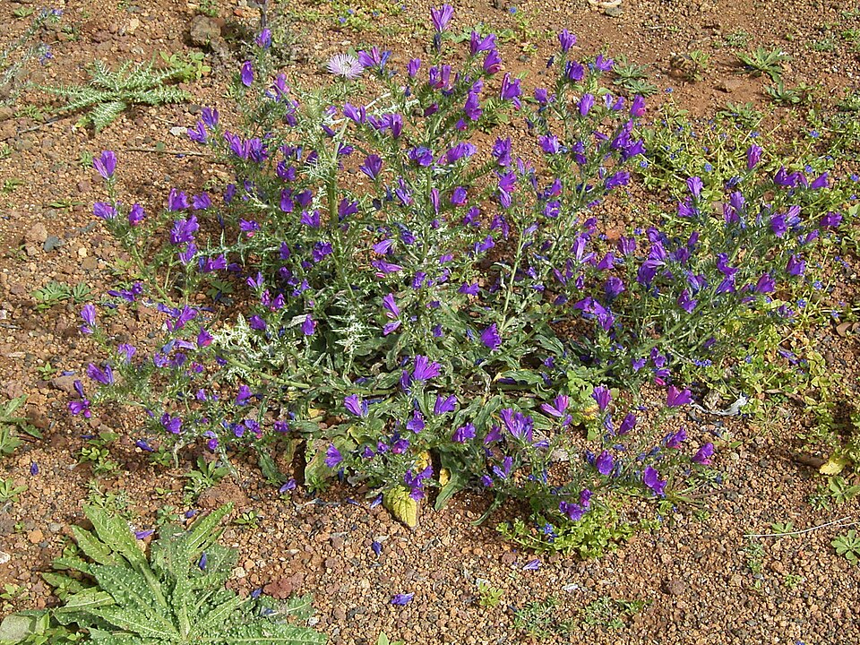 Echium plantagineum (purple viper's-bugloss)