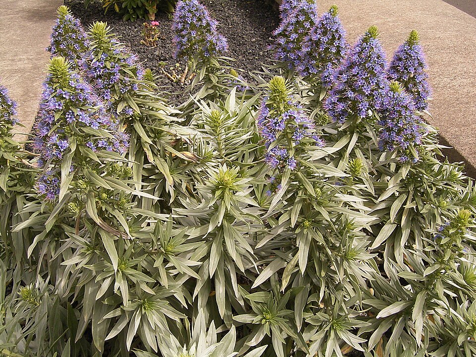 Echium webbii (alternate view 7)