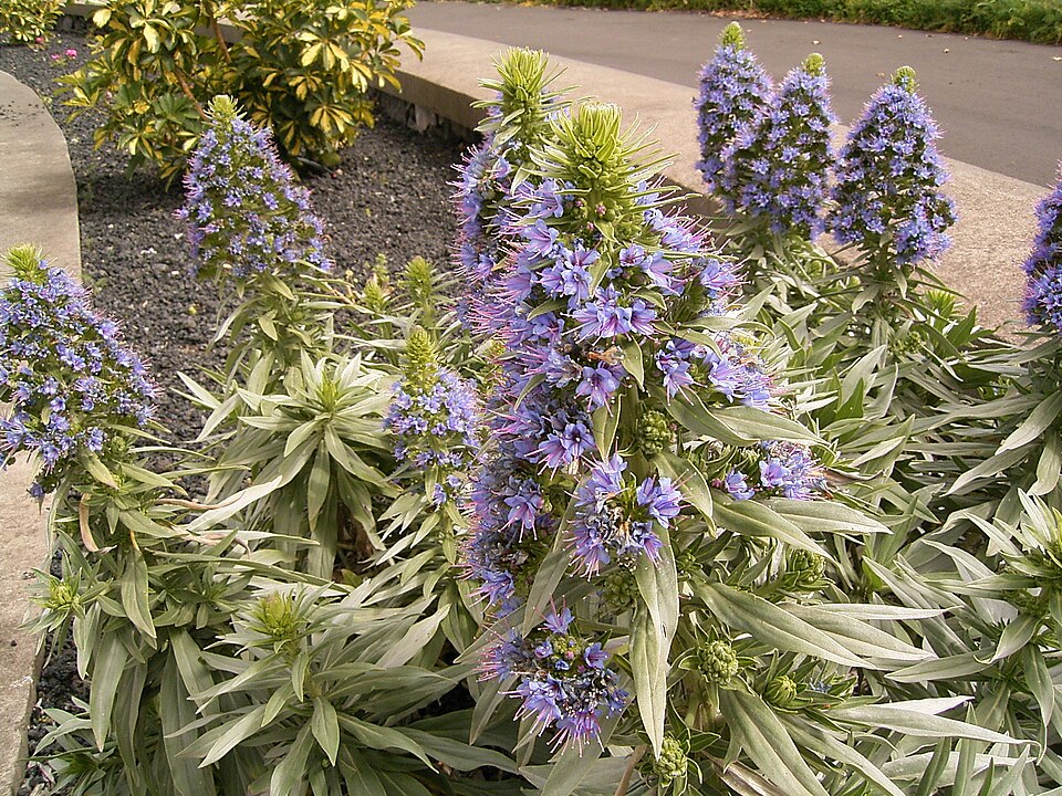 Echium webbii (alternate view 8)