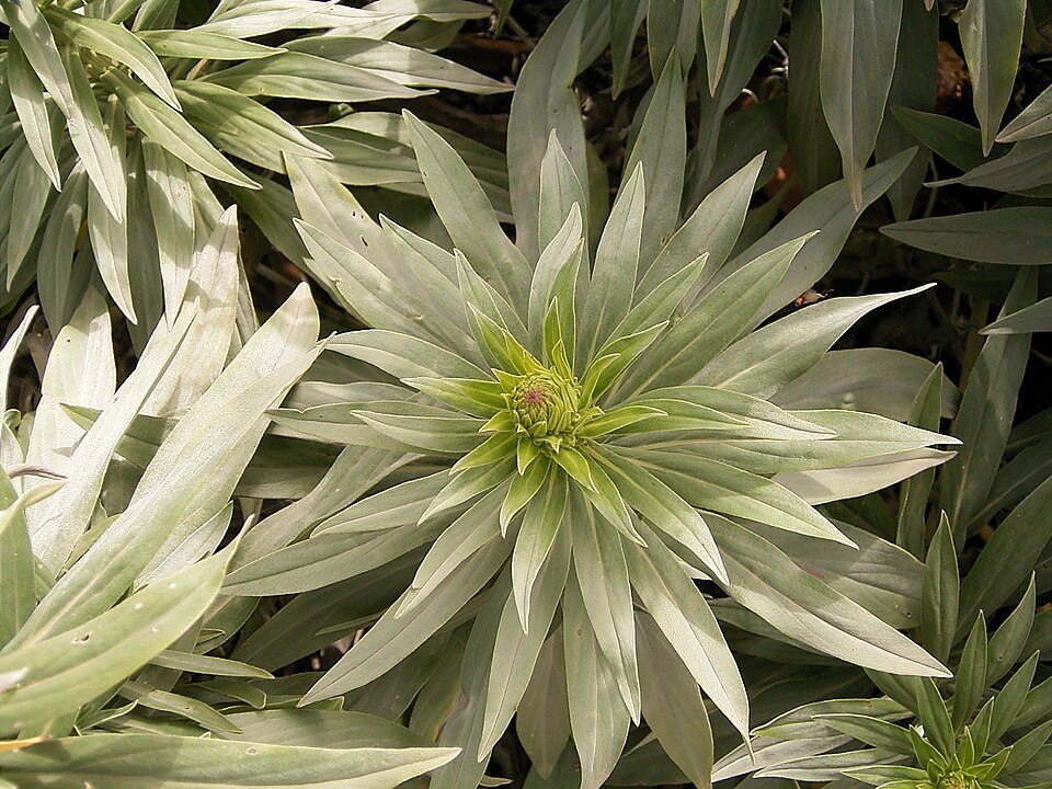 Echium webbii (alternate view 9)