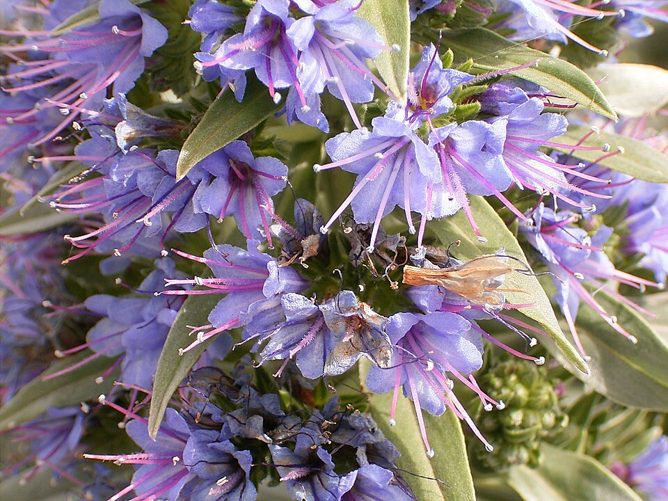 Echium webbii (alternate view 10)