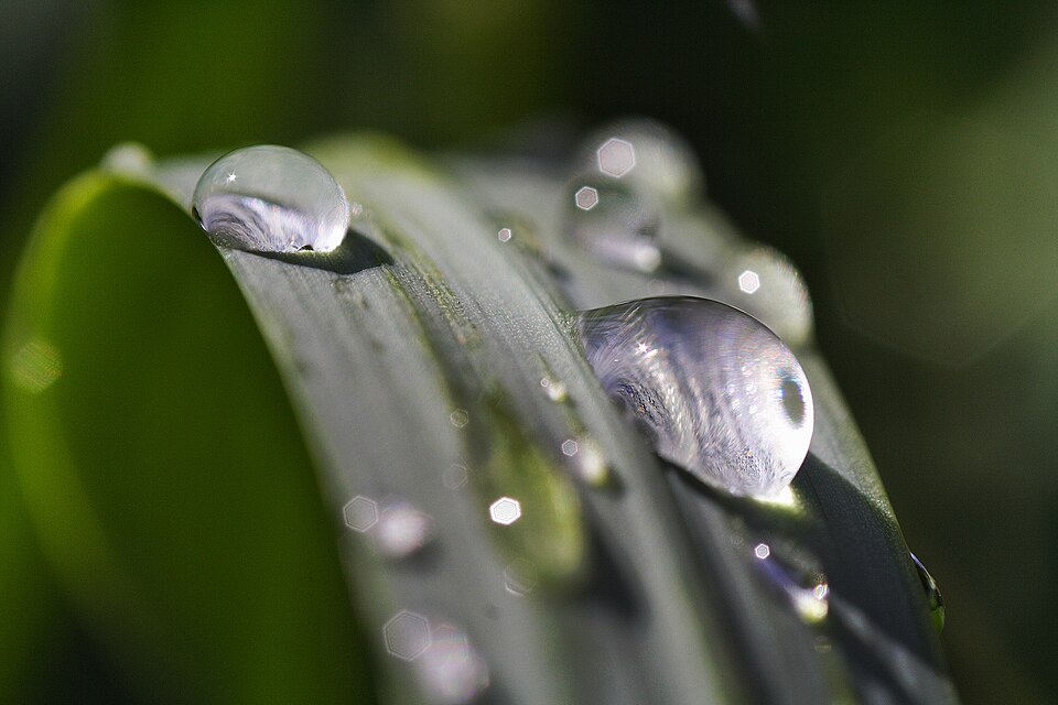 Ophiopogon japonicus (Mondo Grass) (alternate view 4)
