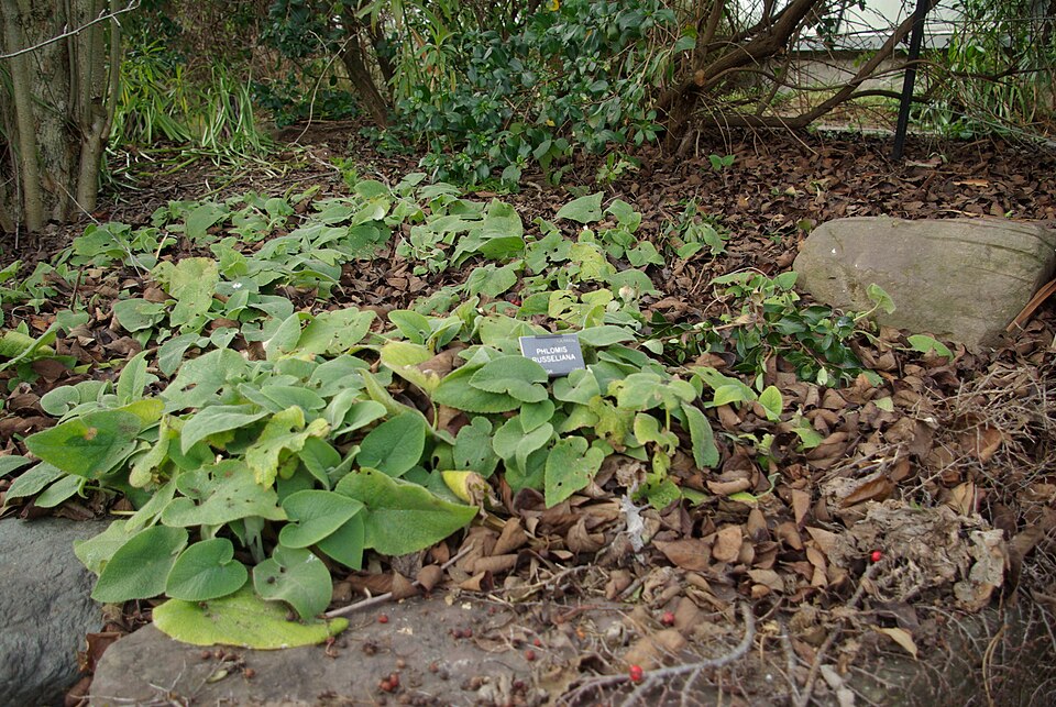 Phlomis russeliana (Jerusalem sage) (alternate view 7)
