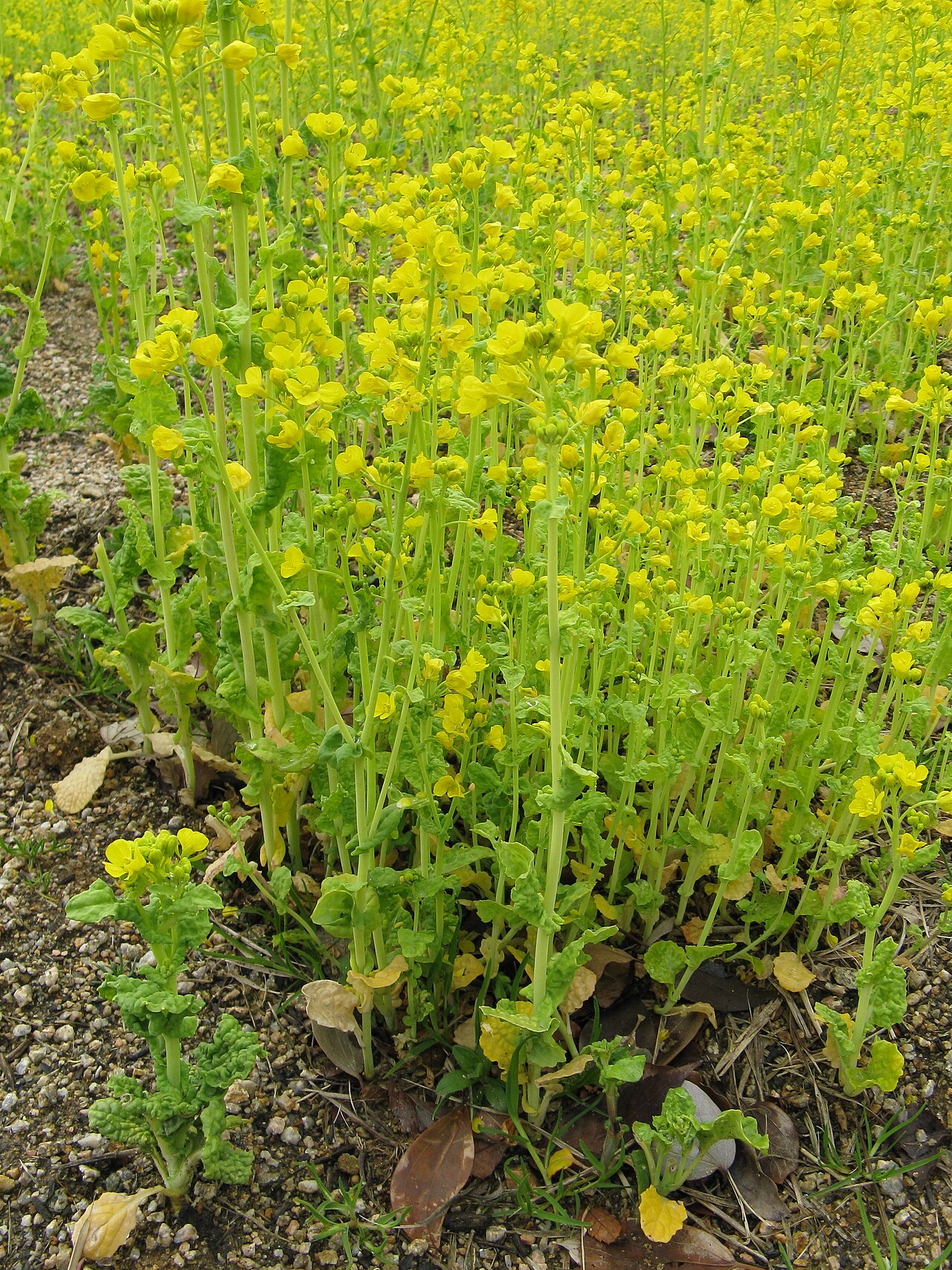 Brassica rapa, Turnip — upright (Brassicaceae) (image 4 of 7)