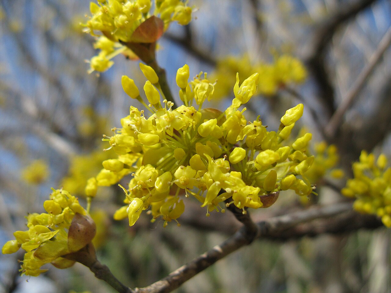 Cornus officinalis, Japanese cornelian cherry — spreading deciduous (Cornaceae) (image 7 of 10)