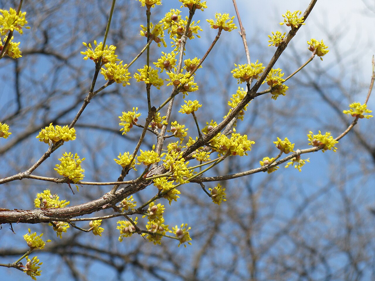 Cornus officinalis, Japanese cornelian cherry — spreading deciduous (Cornaceae) (image 8 of 10)