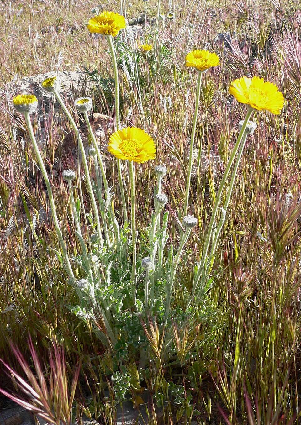 Baileya multiradiata (Desert Marigold) (alternate view 6)