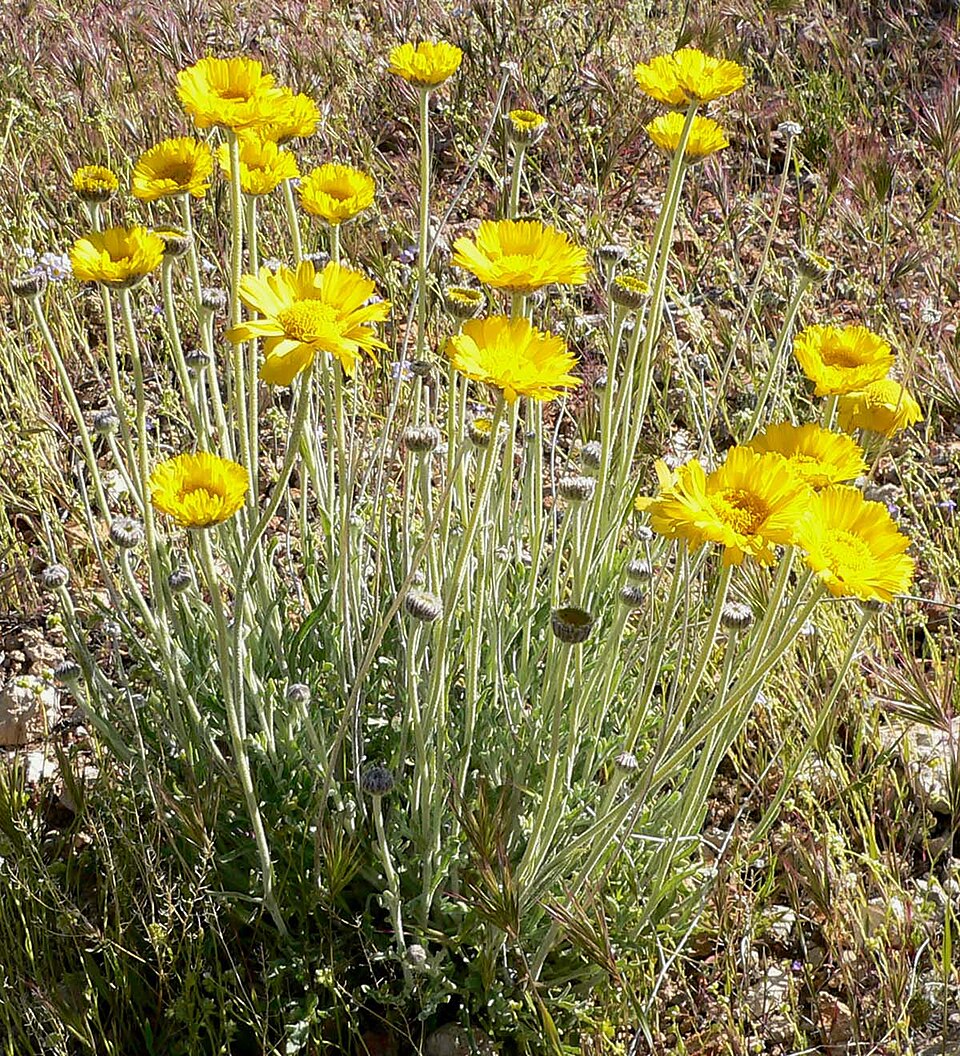 Baileya multiradiata (Desert Marigold) (alternate view 7)
