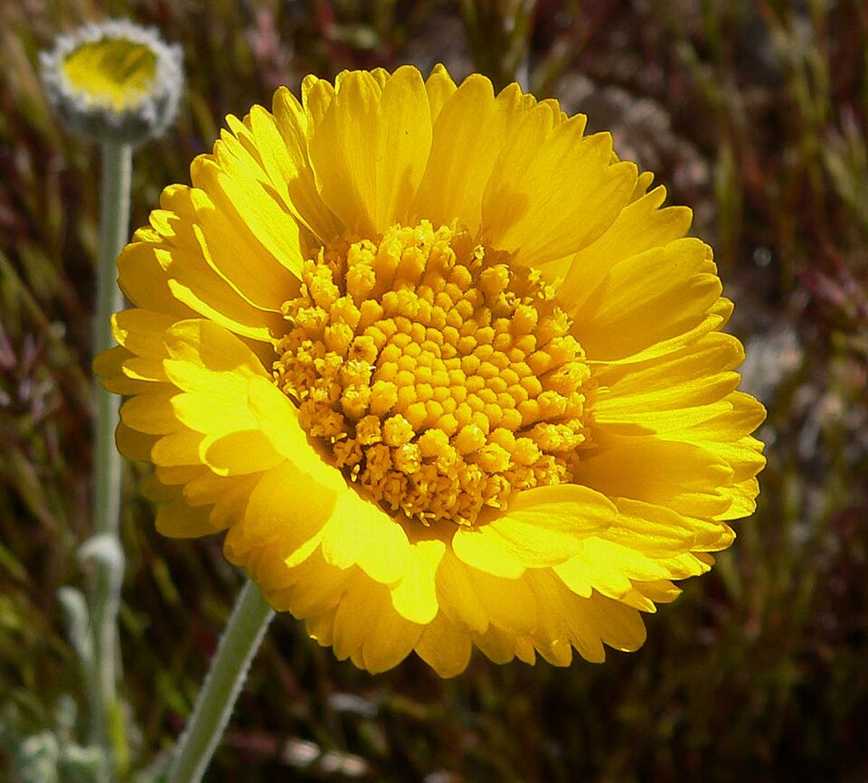 Baileya multiradiata (Desert Marigold) (alternate view 8)