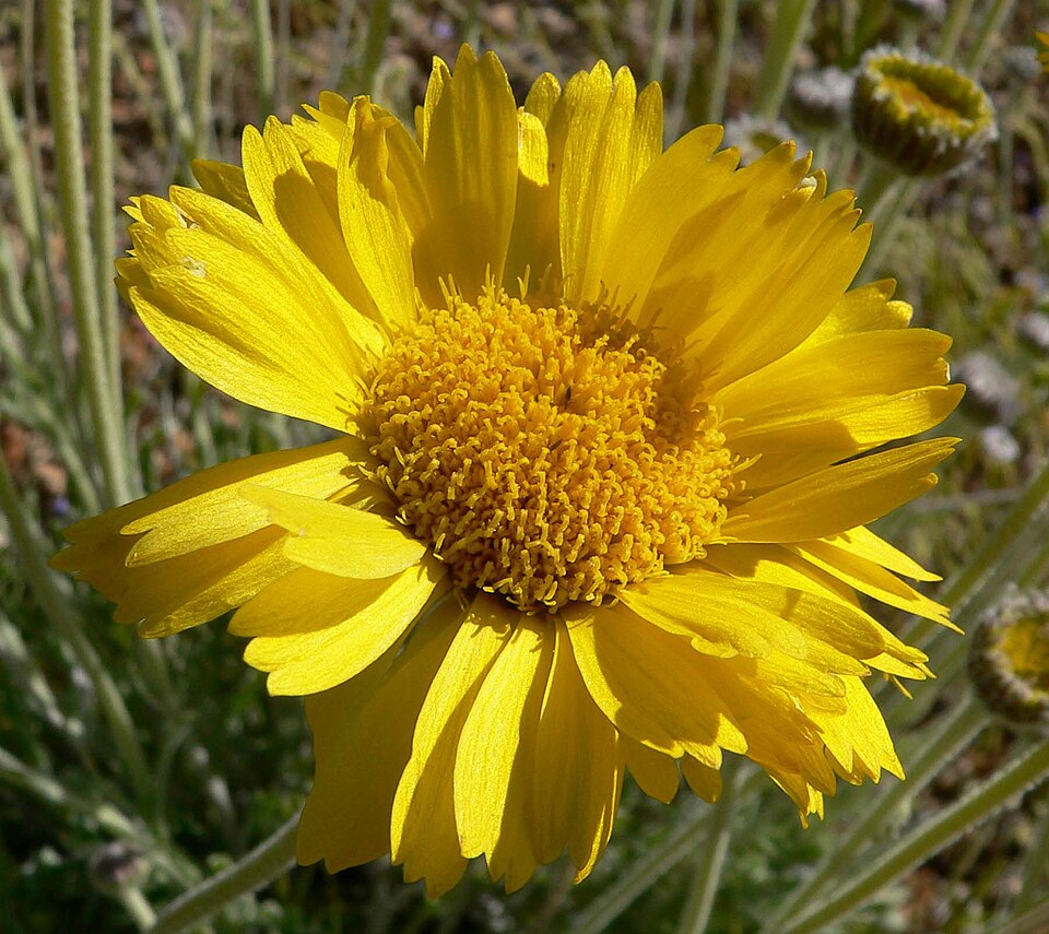 Baileya multiradiata (Desert Marigold) (alternate view 9)