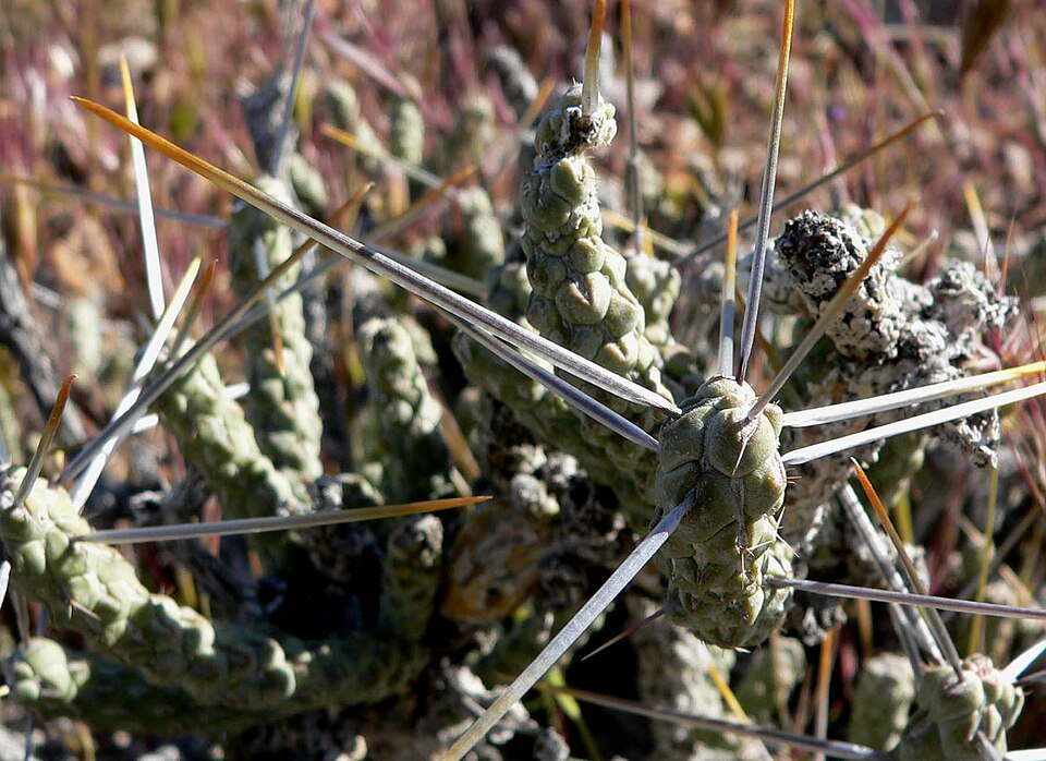 Cylindropuntia ramosissima (Branched Pencil Cholla) (alternate view 6)