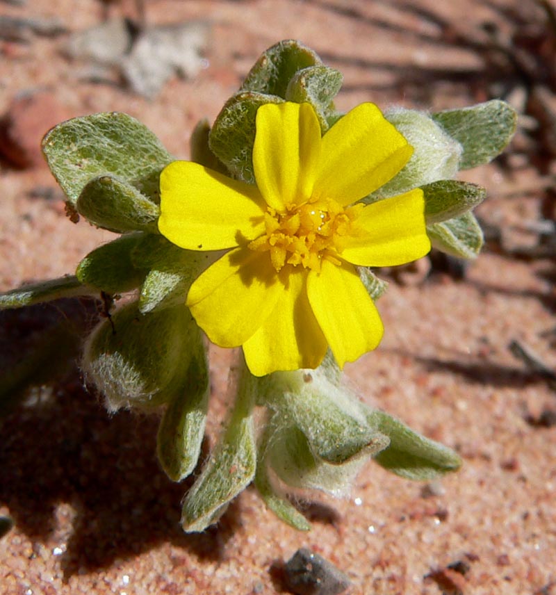 Eriophyllum wallacei (Wallace's woollydaisy) (alternate view 6)