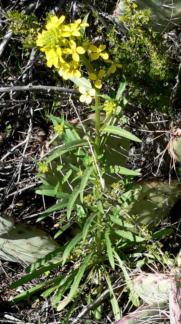 Erysimum capitatum (Western Wallflower)