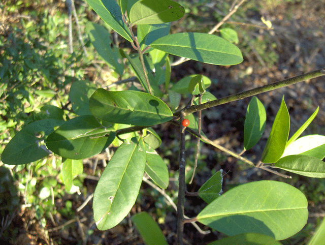 Ilex cassine (dahoon holly) (alternate view 3)