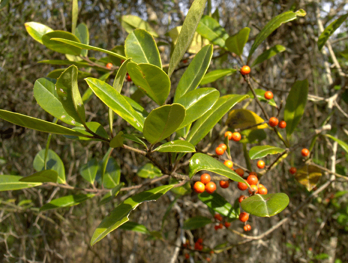 Ilex cassine (dahoon holly) (alternate view 4)