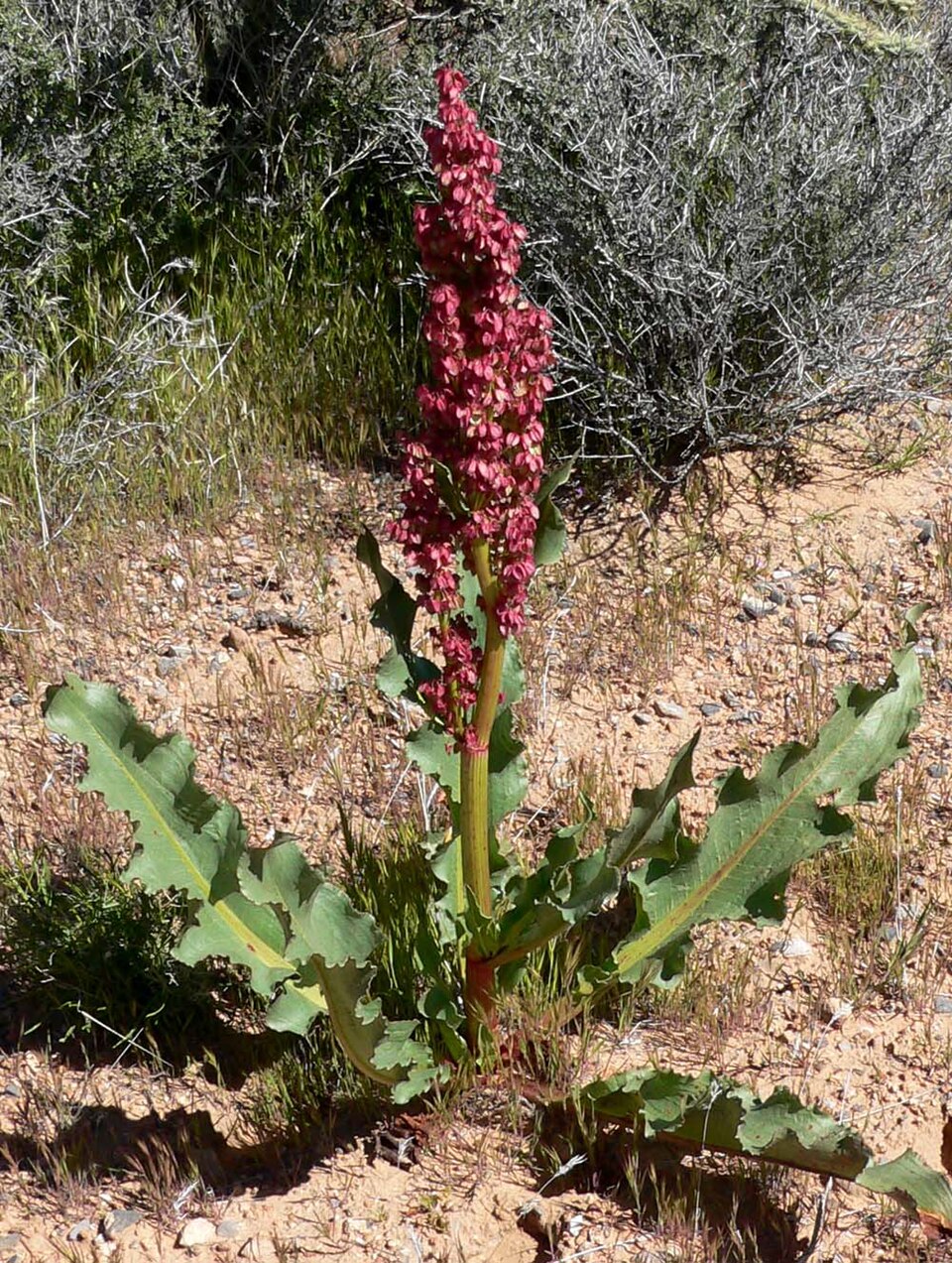 Rumex hymenosepalus (Canaigre Dock) (alternate view 7)