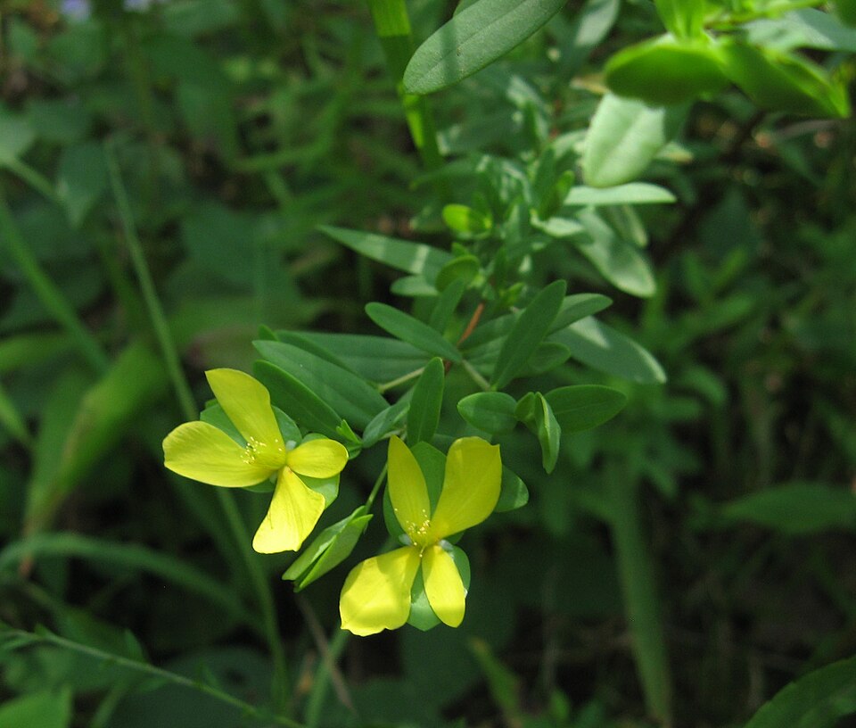 Hypericum hypericoides (St. Andrew's cross) (alternate view 9)