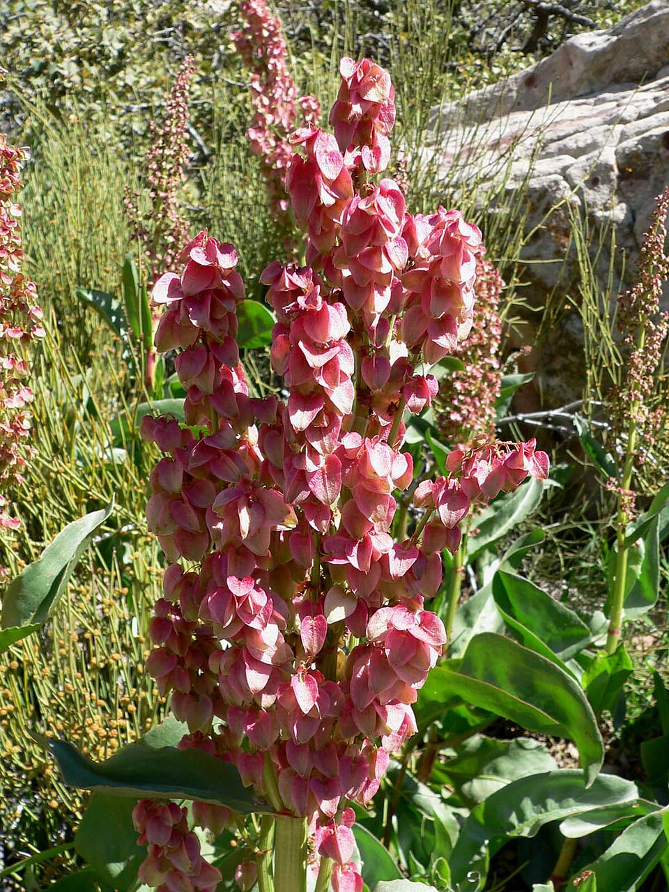 Rumex hymenosepalus (Canaigre Dock) (alternate view 8)
