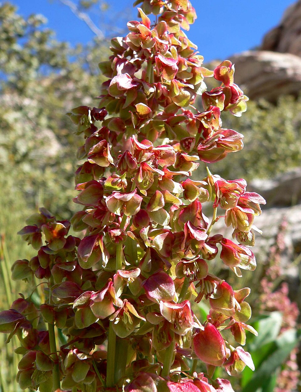 Rumex hymenosepalus (Canaigre Dock) (alternate view 9)