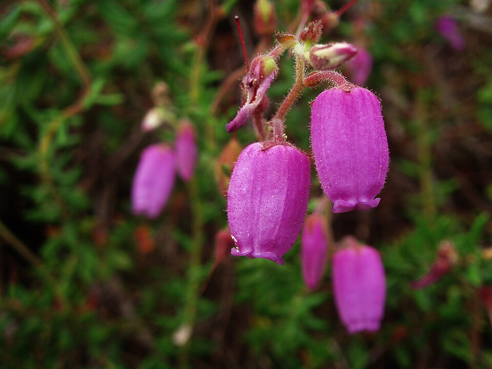 Daboecia cantabrica (Irish Heath) (alternate view 10)
