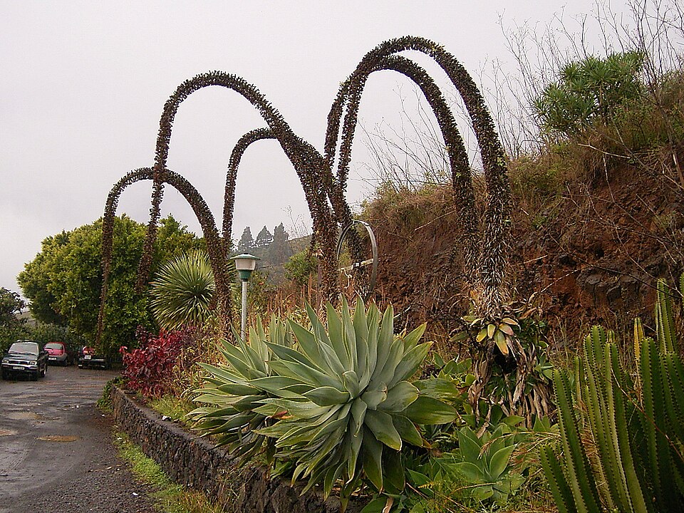 Agave attenuata (Fox Tail Agave) (alternate view 7)