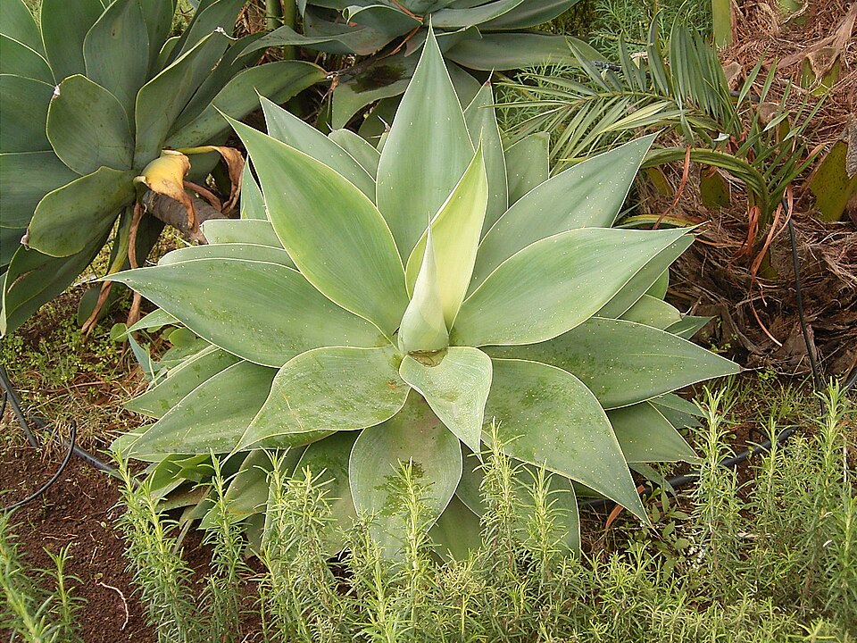 Agave attenuata (Fox Tail Agave) (alternate view 8)