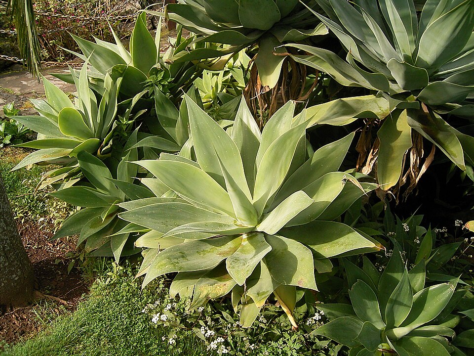 Agave attenuata (Fox Tail Agave) (alternate view 9)