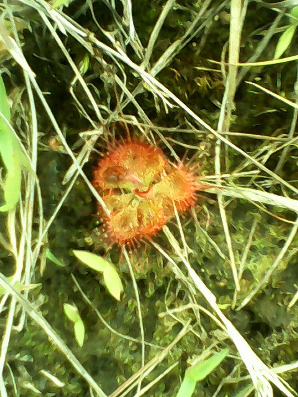 Drosera burmanni (tropical sundew) (alternate view 5)