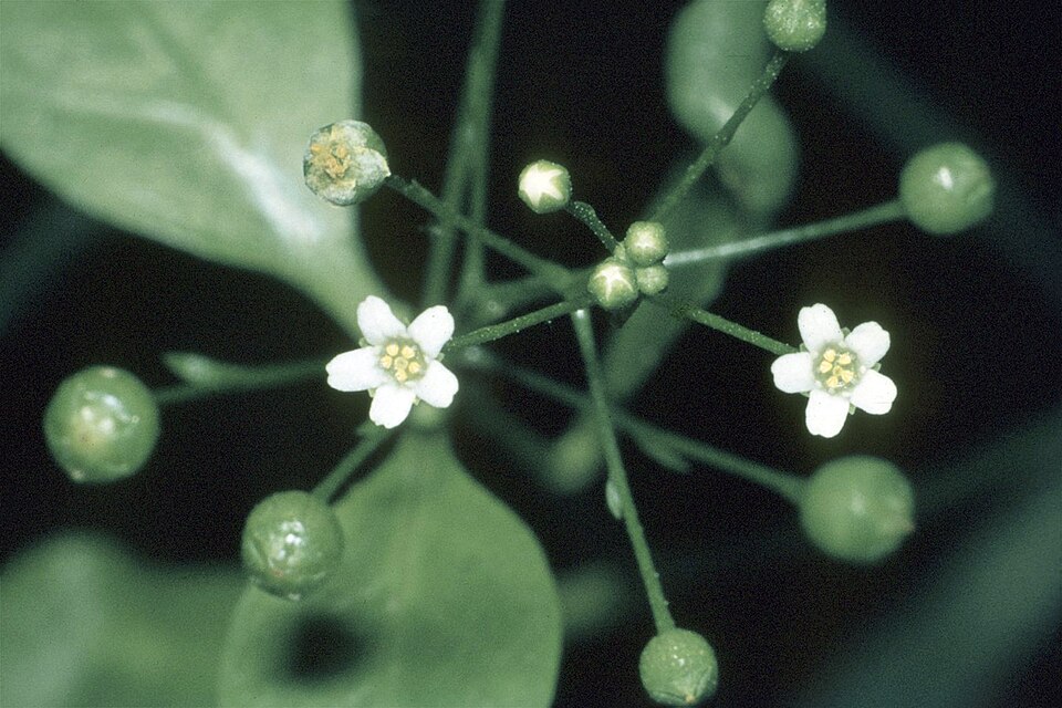 Samolus parviflorus (seaside brookweed) (alternate view 6)
