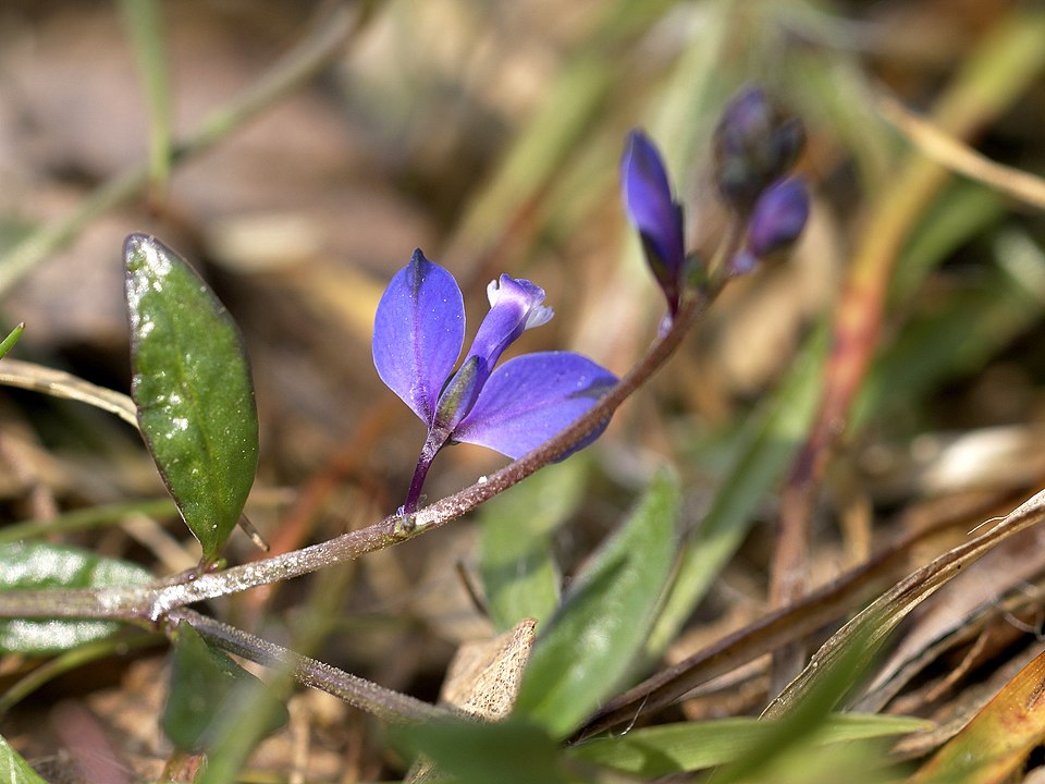 Polygala serpyllifolia (Heath Milkwort)