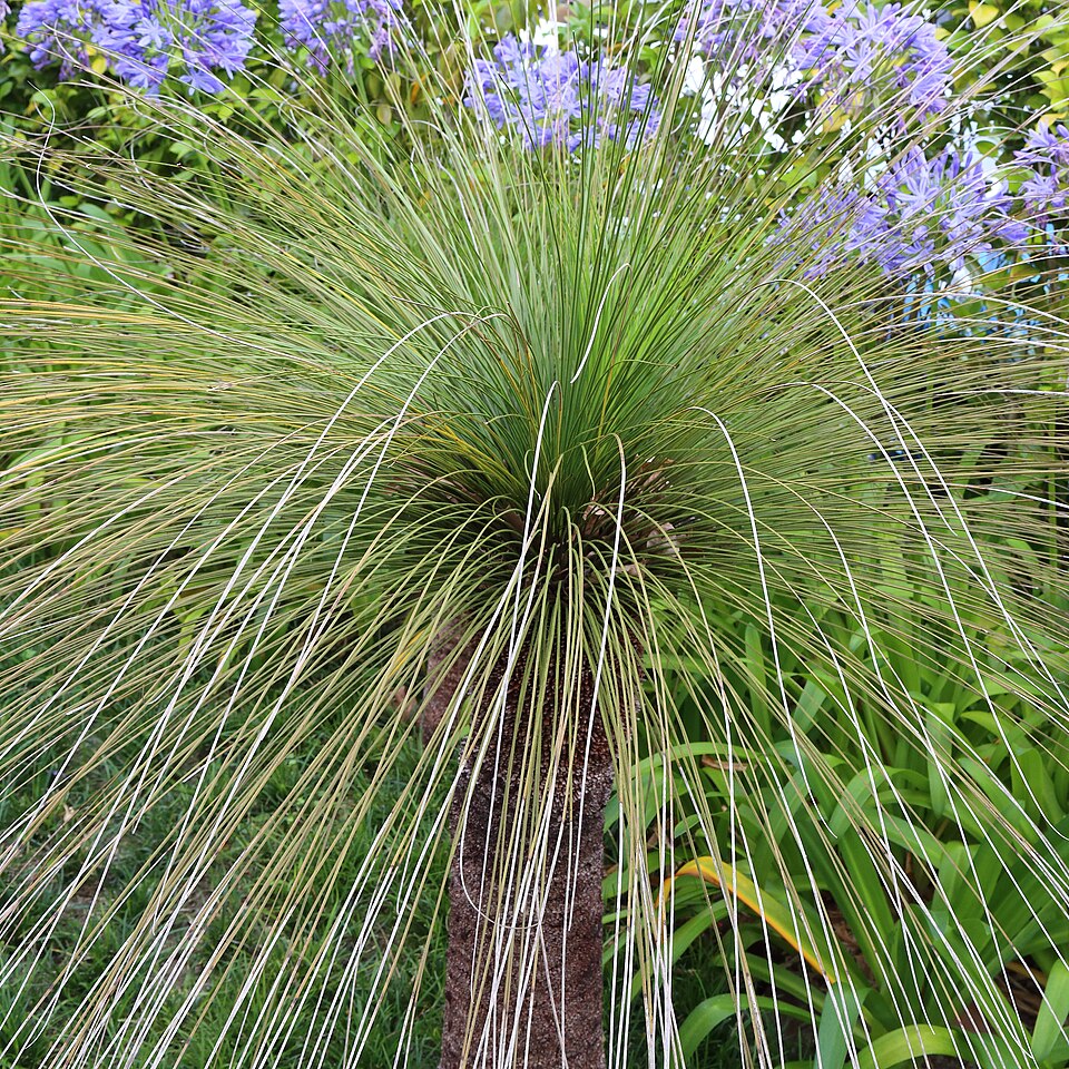 Xanthorrhoea johnsonii (Forest Grasstree) (alternate view 9)