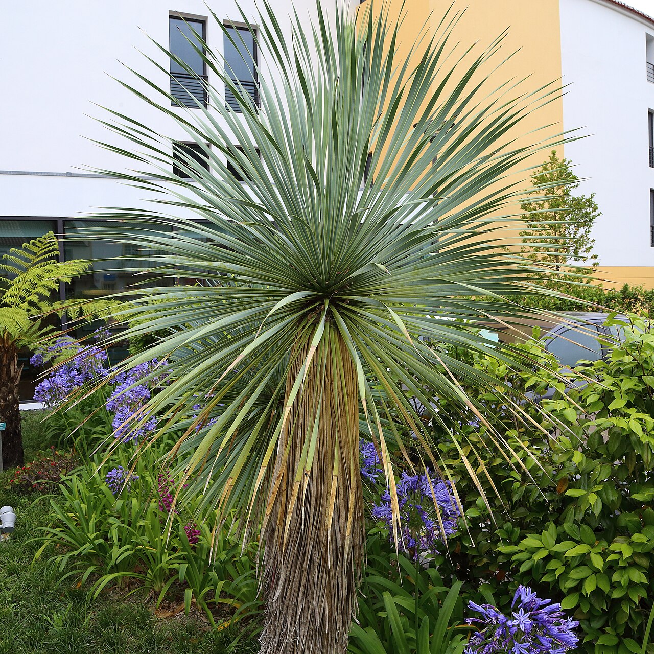 Yucca rostrata, Beaked yucca — upright evergreen (Asparagaceae) (image 3 of 10)