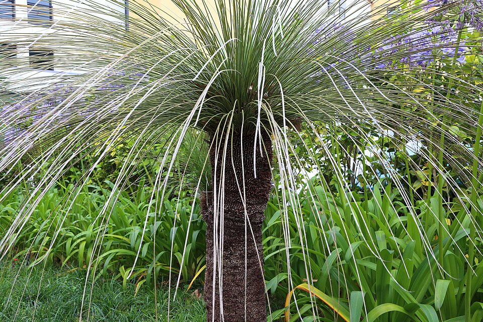 Xanthorrhoea johnsonii (Forest Grasstree) (alternate view 10)