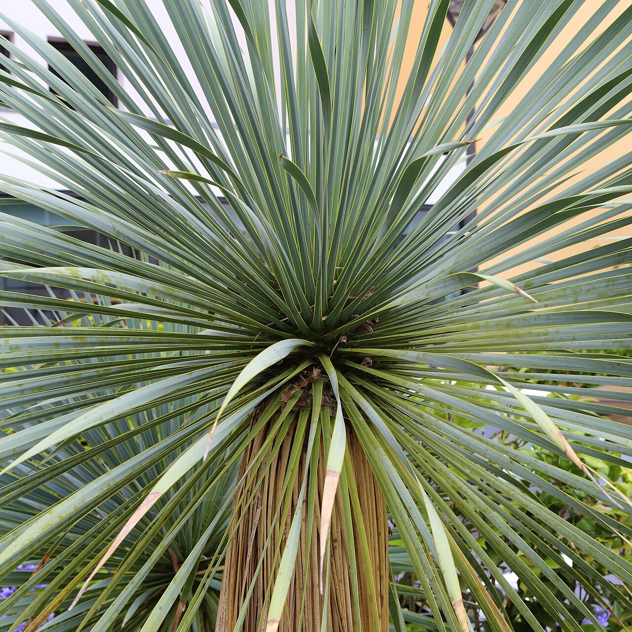 Yucca rostrata, Beaked yucca — upright evergreen (Asparagaceae) (image 4 of 10)